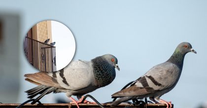 Голуби покинуть балкон назавжди: який засіб швидко прожене усіх птахів