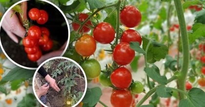 Урожай почне ломитися: три прийоми, які змусять томати плодоносити до осені