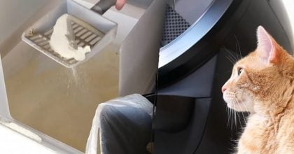 Запах із котячого лотка зникне: названо п'ять простих, але ефективних методів