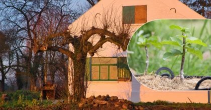 Наші предки знали про його небезпеку: яке дерево не можна садити біля будинку