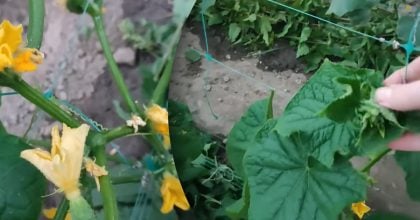 Правильний догляд за огірками в спеку — як допомогти грядкам