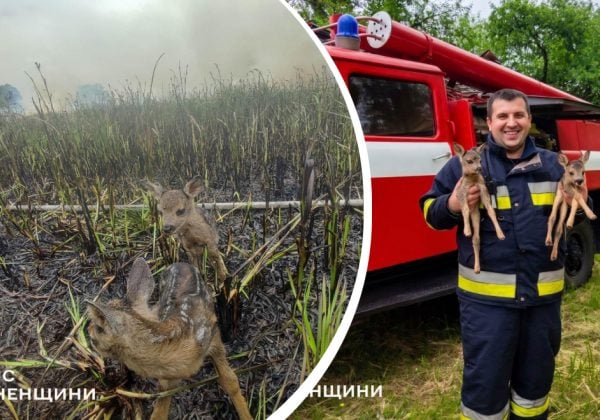 "Маленьке диво серед диму": пожежники врятували двох оленят із вогняної пастки
