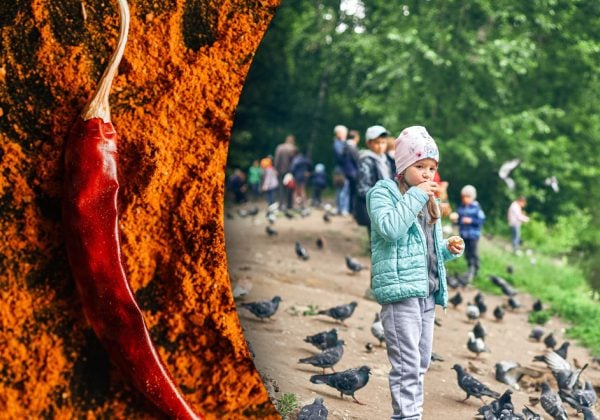 Зачем добавлять перец чили в корм для птиц в июне: секрет садоводов