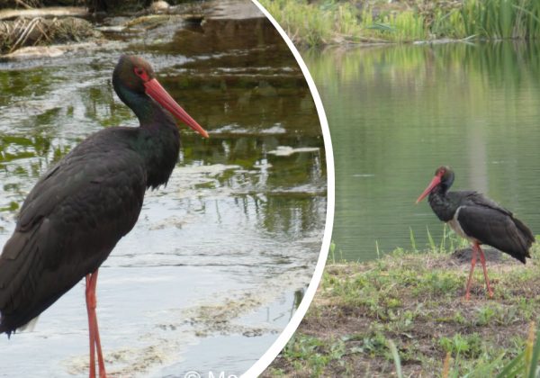 Рідкісного чорного лелеку помітили на Рівненщині: унікальні кадри