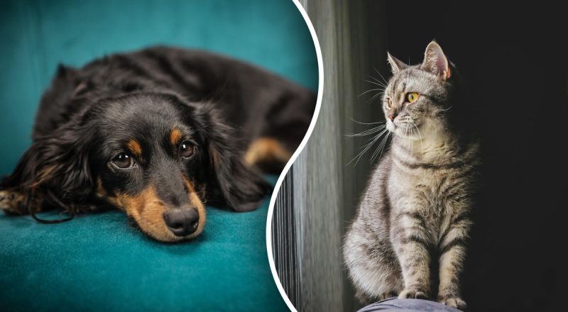 Почему кошки живут дольше собак — ученые сделали революционное открытие