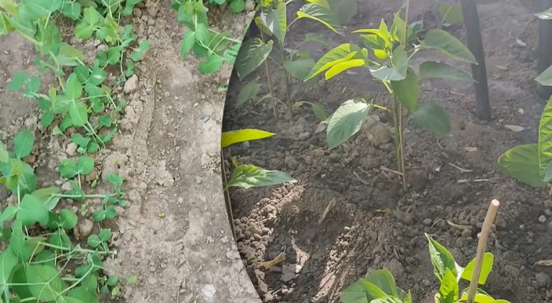 Сезон посева продолжается: что можно посеять в июне