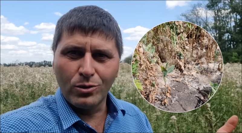 Осот не боится популярных гербицидов: как избавиться от опасного сорняка