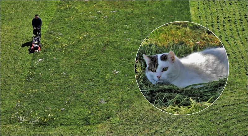 Куди подіти скошену траву: найкращі способи корисного використання відходів