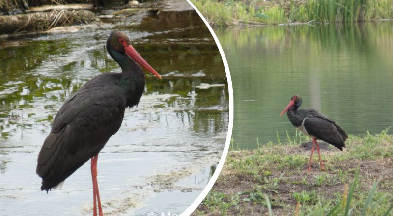 Рідкісного чорного лелеку помітили на Рівненщині: унікальні кадри