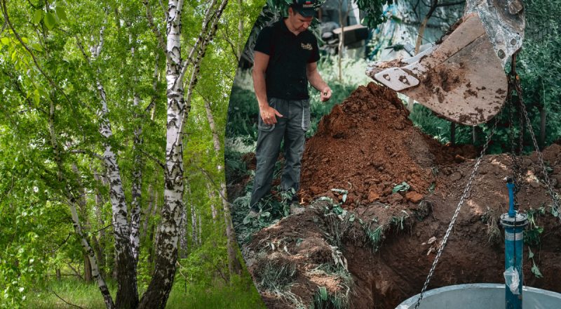 Вместо постоянной откачки: какие деревья естественным образом осушают выгребную яму