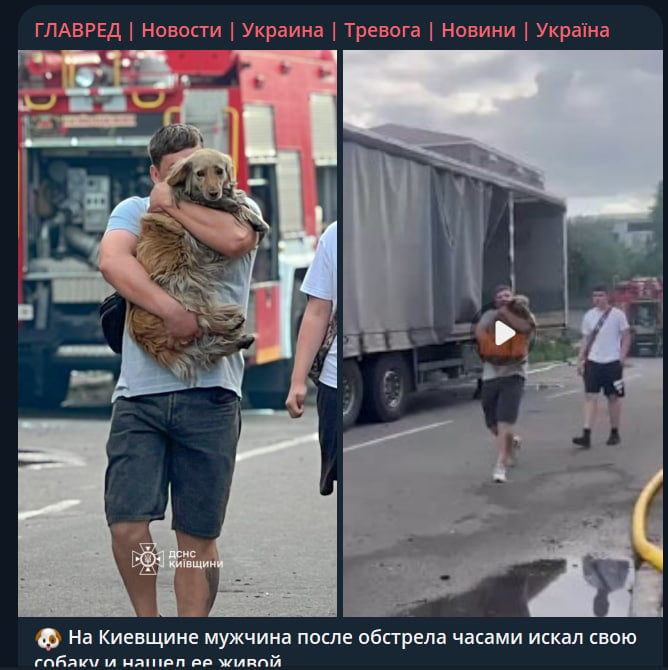 'Тепер усе буде добре': на Київщині чоловік дивом знайшов собаку після атаки РФ 'Тепер усе буде добре': на Київщині чоловік дивом знайшов собаку після атаки РФ
