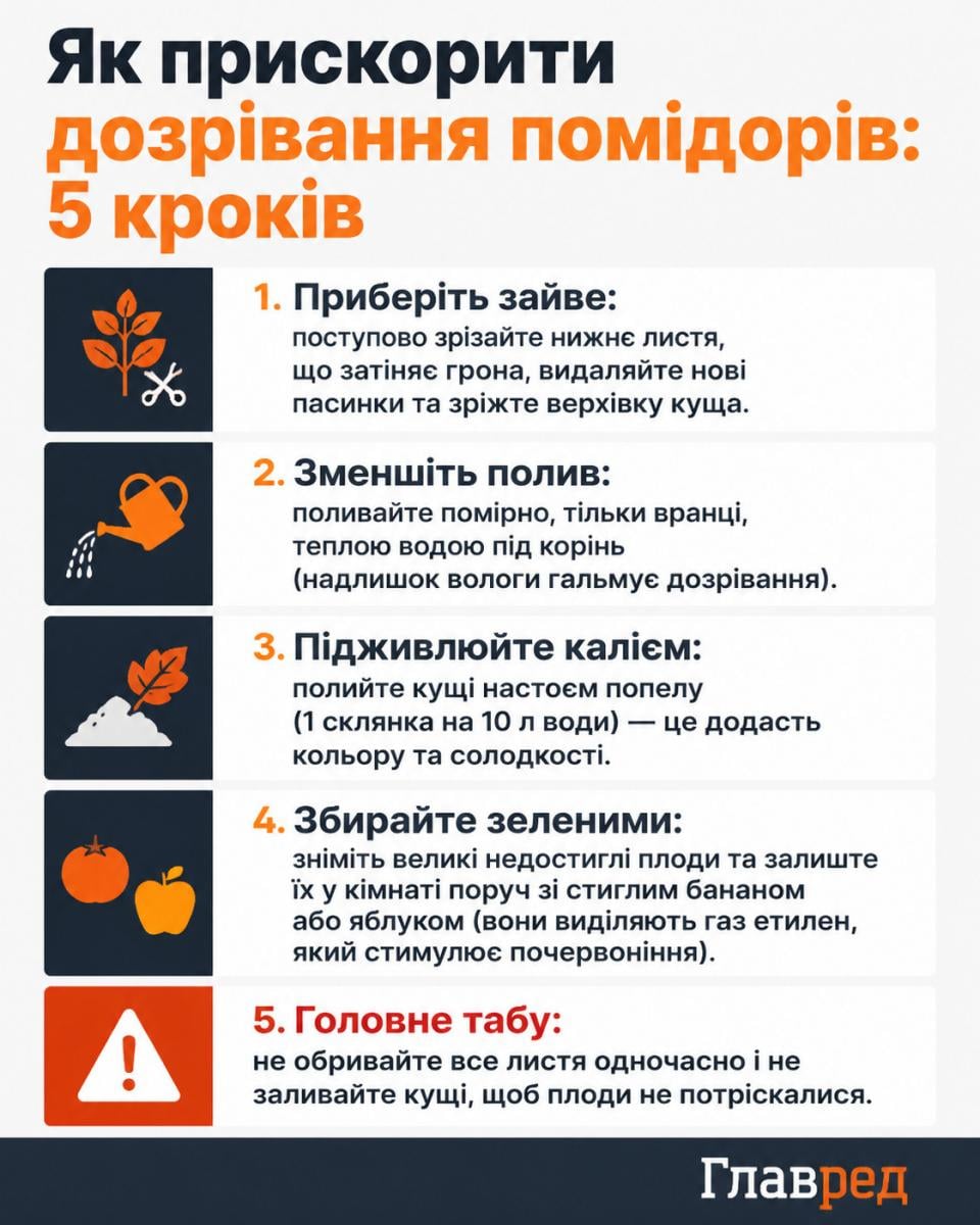 Як прискорити дозрівання помідорів