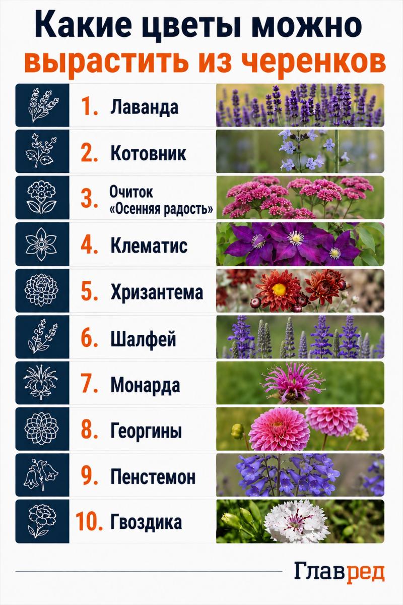 Какие цветы можно вырастить из черенков