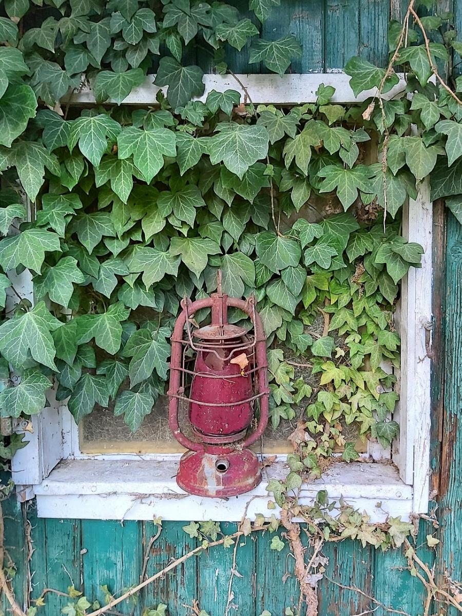 Английский плющ Английский плющ