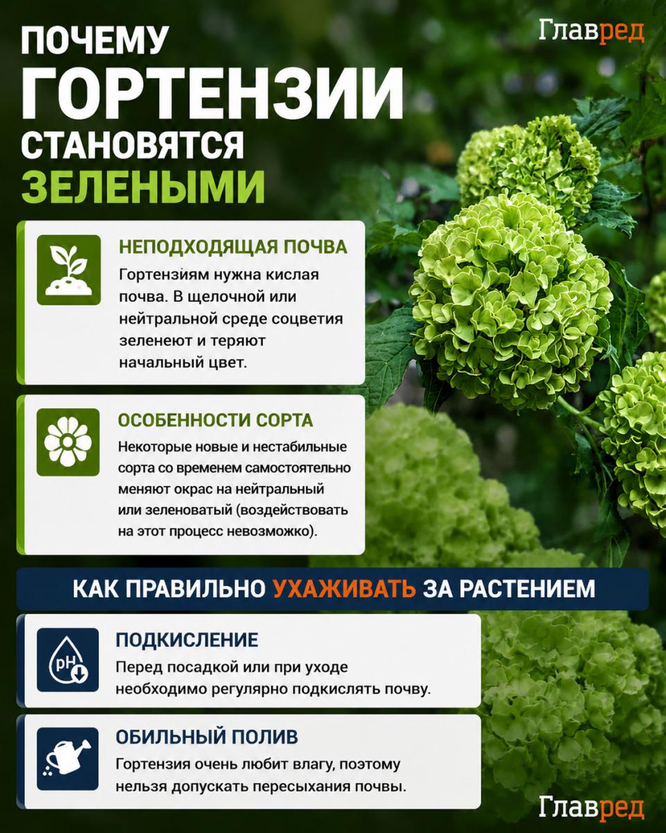 Почему гортензии становятся зелеными