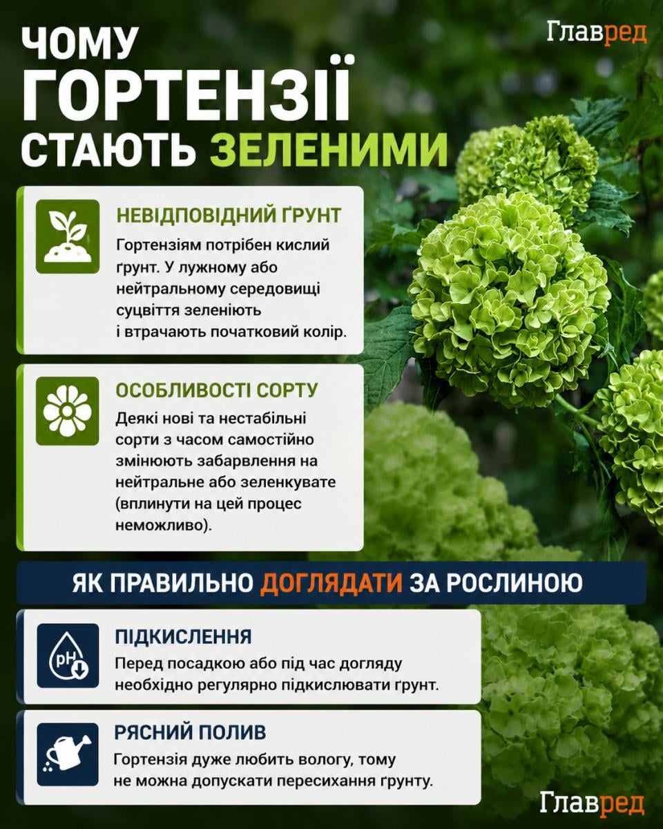 Чому гортензії стають зеленими Чому гортензії стають зеленими