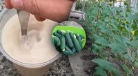 Огурцы сразу начнут расти и дадут огромный урожай — что нужно сделать в июле