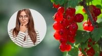 Не лише червона смородина: яку давню українську назву насправді має ягода