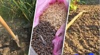 Городник розкрив, що найкраще посадити після часнику: перевірено роками