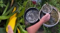 Всього 1 літр під кущ - і кабачки ростимуть без зупинки: найкраще липневе підживлення