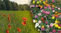 Народные приметы 19 июля: что категорически запрещено поднимать с земли