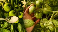 Всего 2 грамма - и помидоры будут ломиться от плодов: секрет сладкого урожая без химии