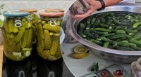 Секрет хрустких огірків розкрито: що потрібно зробити перед консервацією