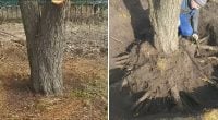 Знищить коріння за один сезон: чим засипати пень, щоб він засох