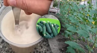 Огурцы сразу начнут расти и дадут огромный урожай — что нужно сделать в июле
