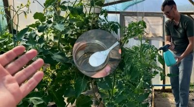 Урожаю помідорів буде вдвічі більше: чим обприскати томати під час цвітіння