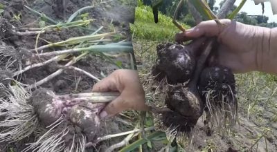 Коли потрібно копати часник?