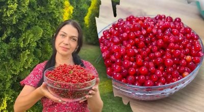 Что приготовить из смородины на зиму: лучшие идеи для каждой хозяйки