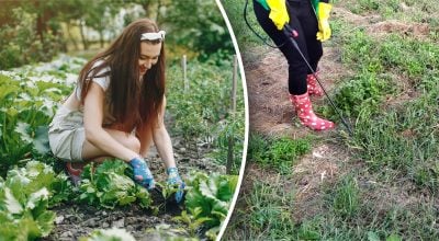 Сапка не знадобиться: як легко знищити бур'яни і траву на грядці