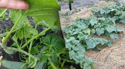 Паутинный клещ на огурцах Паутинный клещ на огурцах