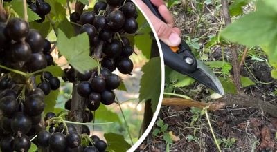 Кущ буде всипаний ягодами: як обрізати смородину в липні