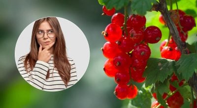 Не лише "червона смородина": яку давню українську назву насправді має ягода