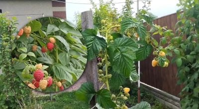 Малина порадує рекордним урожаєм: чим полити кущі в липні