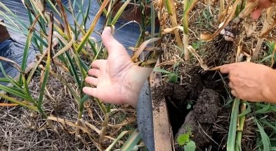 Коли викопувати озимий часник: городник розкрив секрет великого врожаю Коли викопувати озимий часник: городник розкрив секрет великого врожаю