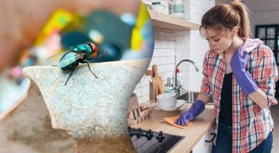 Личинки не встигнуть розмножитися: простий лайфхак рятує від мух влітку