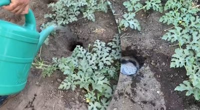Как спасти бахчевые в жару: огородник поделился лучшим способом полива и подкормки