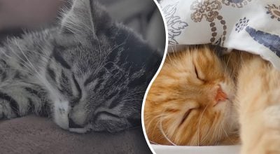 Чому кіт спить біля господаря: відповідь набагато цікавіша, ніж здається