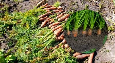 Почему верхушка моркови становится зеленой: большинство совершает одну ошибку Почему верхушка моркови становится зеленой: большинство совершает одну ошибку