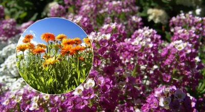 Ще не пізно: 5 яскравих квітів, які можна посіяти в липні для пишного саду восени
