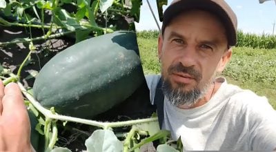 Почему гниет арбуз на грядке: три причины и быстрые способы спасения