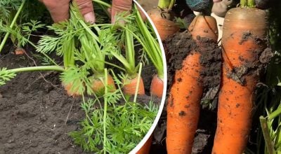 Морковь вырастет большой и сладкой: что обязательно нужно сделать в июле
