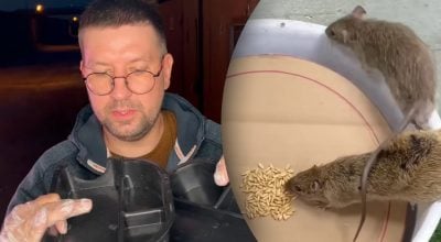Щури будуть тікати: як запобігти навалі гризунів влітку