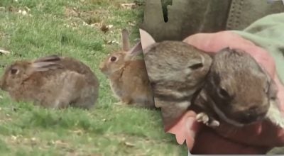 Мільйони кроликів в Австралії, але їх не їдять: головні причини табу