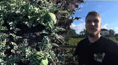 Дощі та спека псують кавуни: які препарати допоможуть зберегти врожай