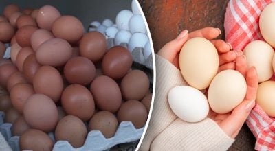 Де тримати яйця, щоб вони довго не псувалися: кухарі поставили крапку в суперечці