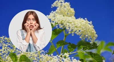 Кущ, якого українці боялися століттями: яку рослину ніколи не садили біля дому